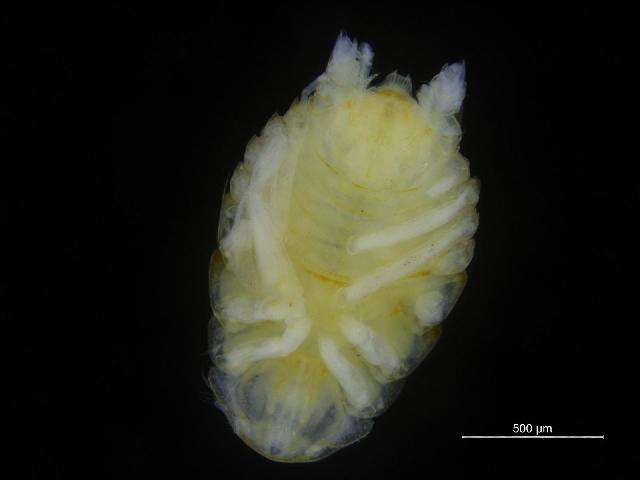 صورة Eurycopinae Hansen 1916