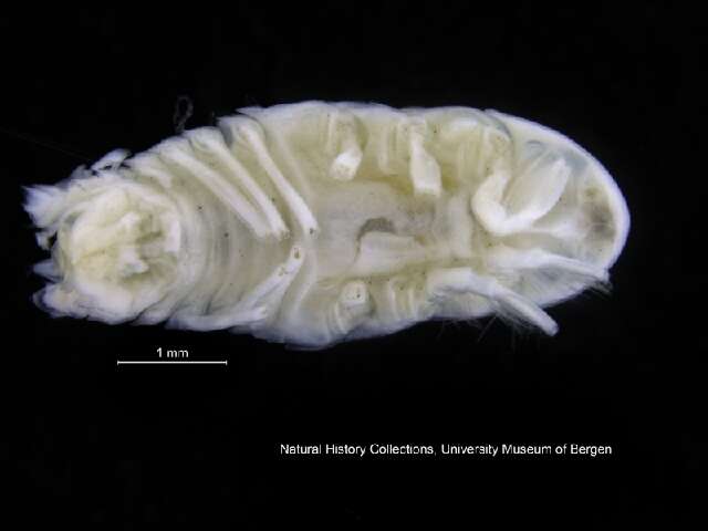 Image of Eurycope G. O. Sars 1864