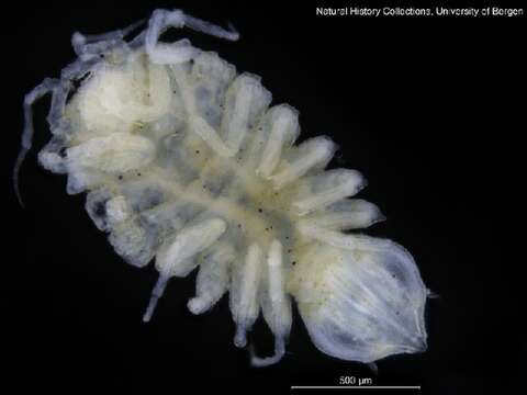 Image of Pleurogonium G. O. Sars 1864