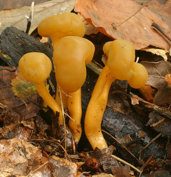 Image of Leotia lubrica (Scop.) Pers. 1797