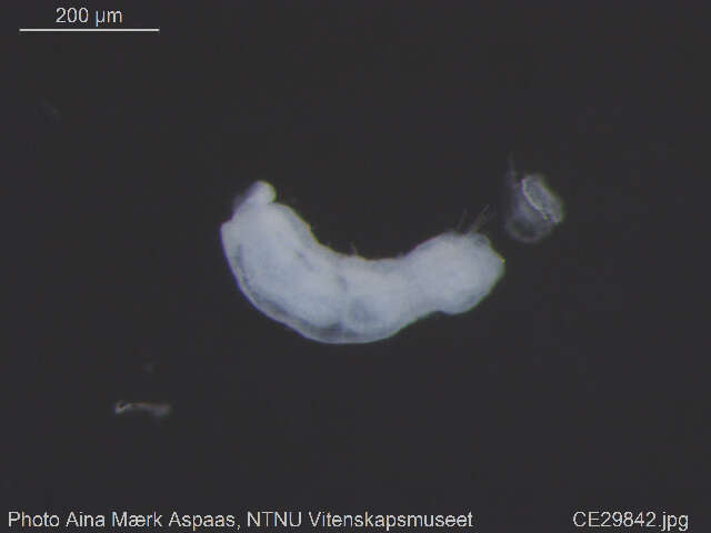 Image of Chaetogaster