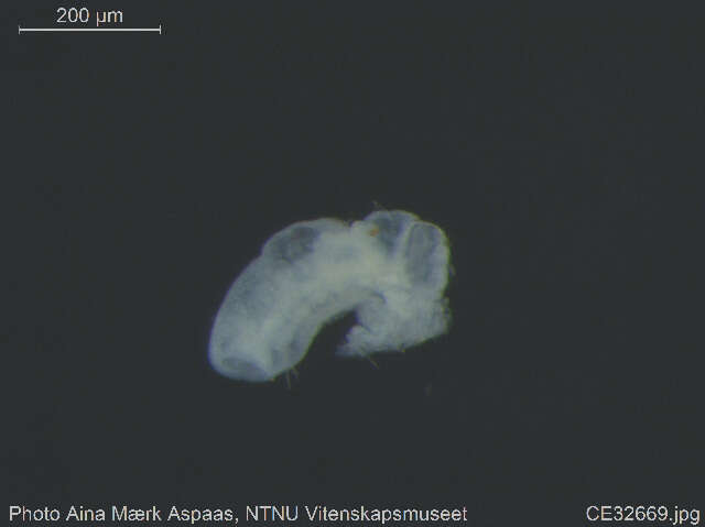 Image of Chaetogaster