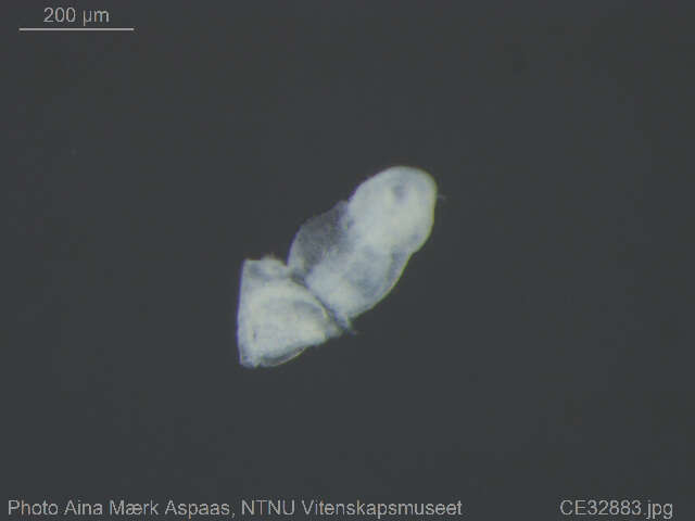 Image of Chaetogaster