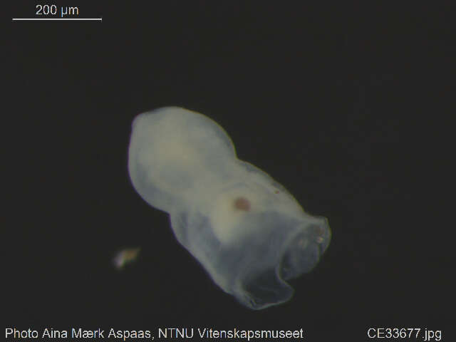 Image of Chaetogaster