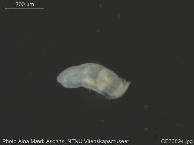 Image of Chaetogaster