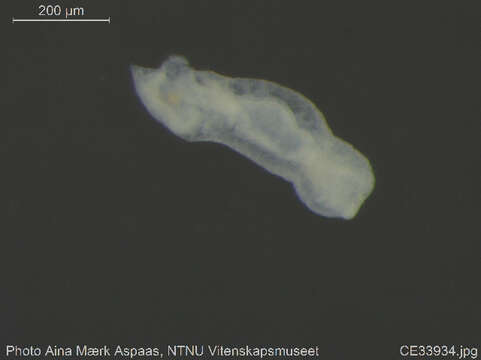 Image of Chaetogaster