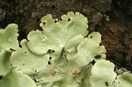 lichen greenshield common nc sa cc