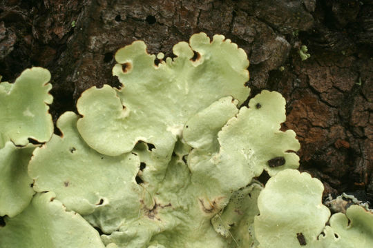 Image of Common Greenshield Lichen