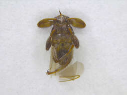 Image of Hippoboscinae