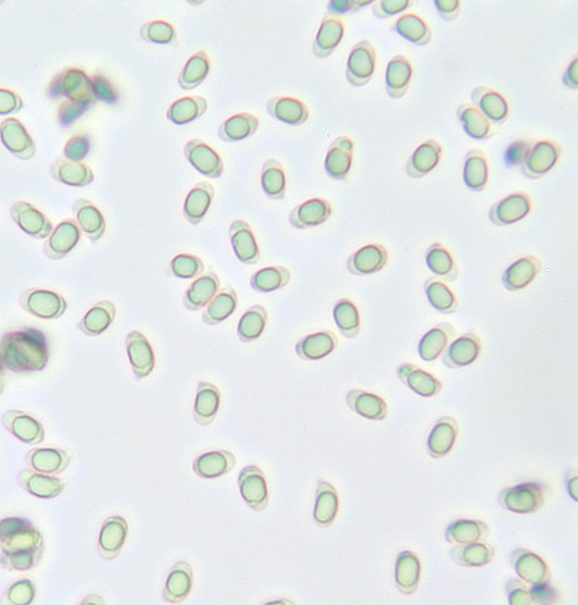 Image of <i>Hygrocybe <i>glutinipes</i></i> var. glutinipes
