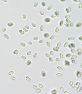 Image of <i>Hygrocybe <i>glutinipes</i></i> var. glutinipes