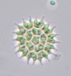 Image of <i>Pediastrum boryanum</i> var. <i>longicorne</i> Reinsch 1867