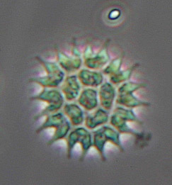 Image of <i>Pediastrum boryanum</i> var. <i>longicorne</i> Reinsch 1867