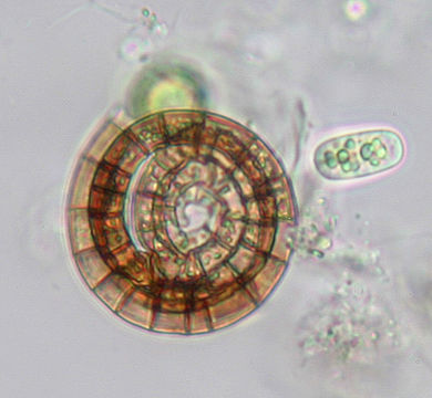 Image of Helicosporium