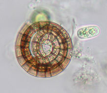 Image of Helicosporium