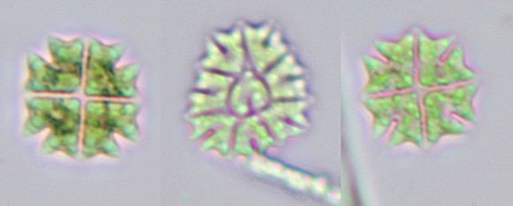 Image of <i>Pediastrum tetras</i>