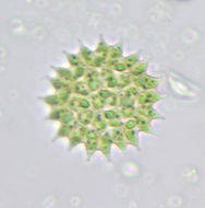 Image of <i>Pseudopediastrum boryanum</i>