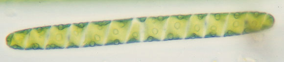 Image of Spirotaenia condensata