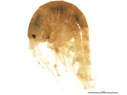 Image of Peck's cave amphipod