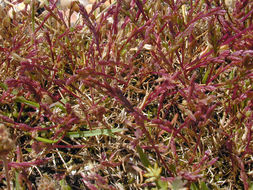 Image of sea-fern grass
