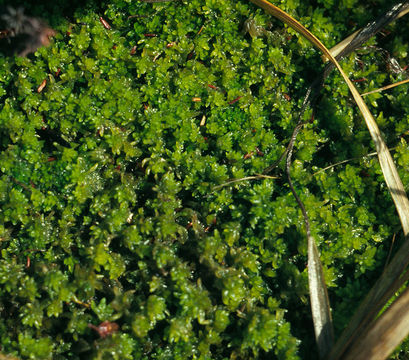 Image of sphagnum