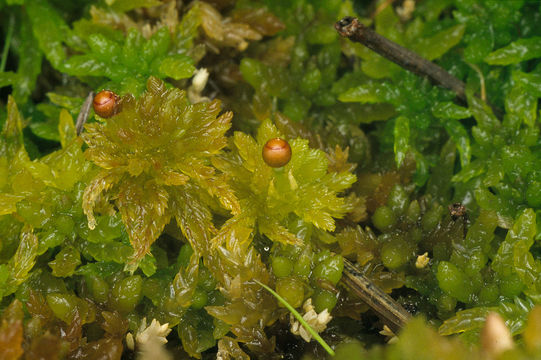 Image of sphagnum