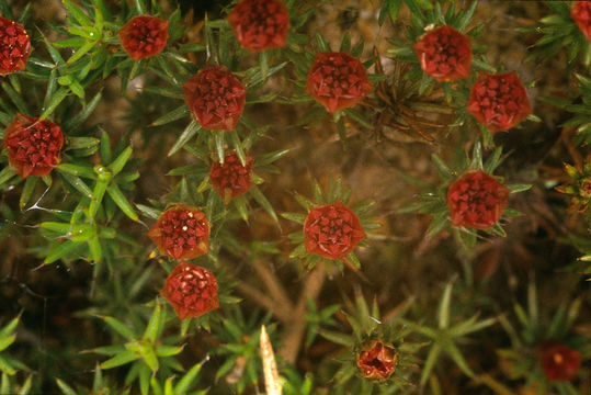 Image of polytrichum moss