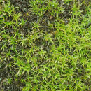 Image of Red Beard Moss