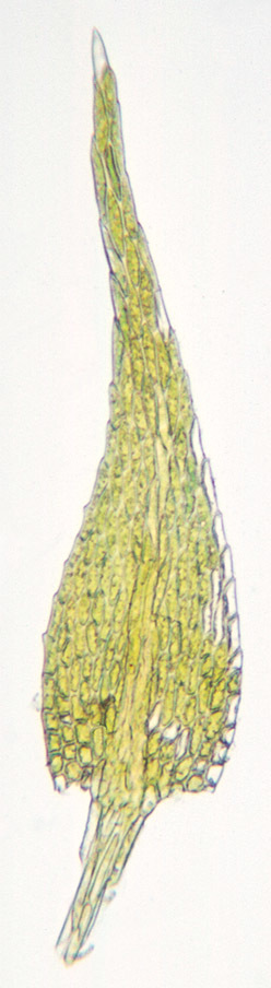 Image of Creeping Feather Moss