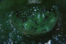 Image of Crescent-cup liverwort