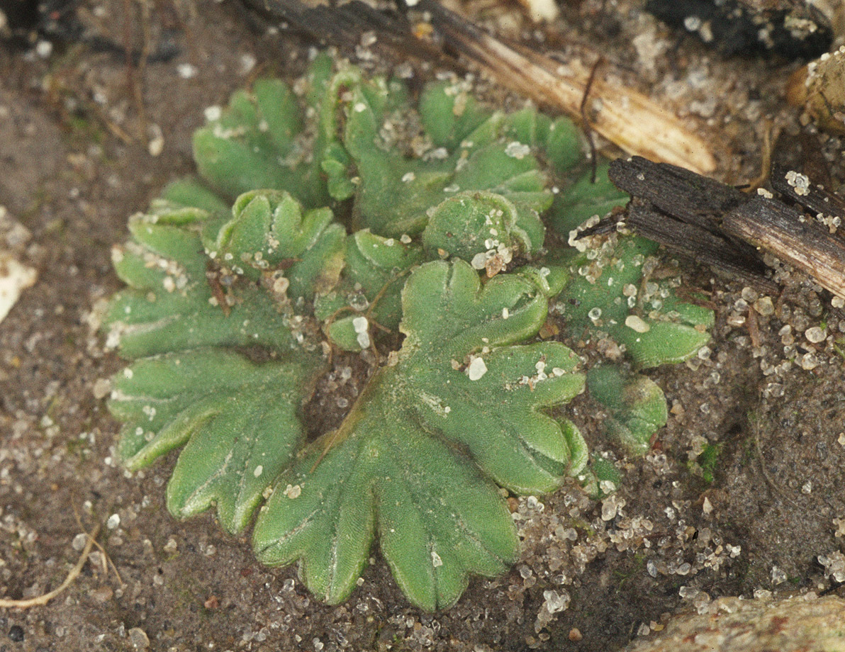 Image of common crystalwort