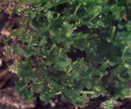 Image of Common Kettlewort