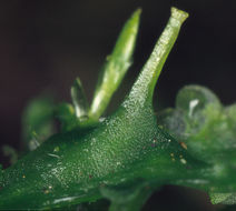 Image of Common Kettlewort