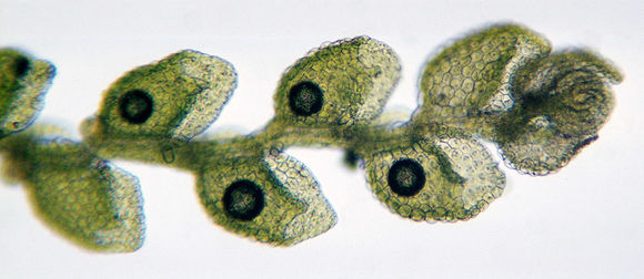 Image of Microlejeunea ulicina (Taylor) Steph.