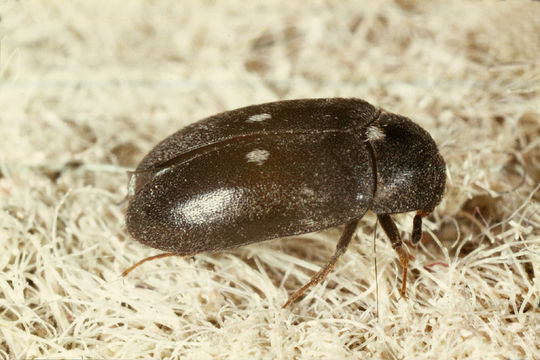 Image of Fur beetle