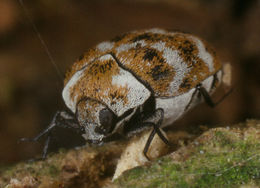 Image of varied carpet beetle