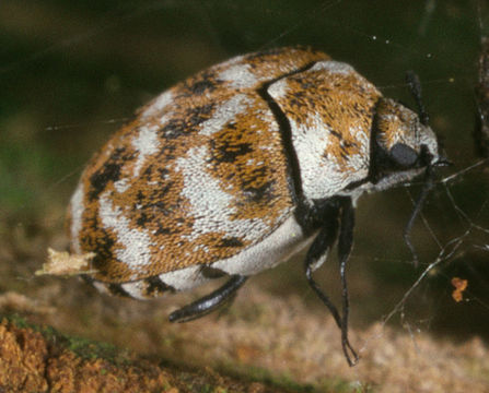 Image of varied carpet beetle