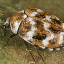 Image of varied carpet beetle