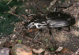 Image of Parallel-Sided Ground Beetle