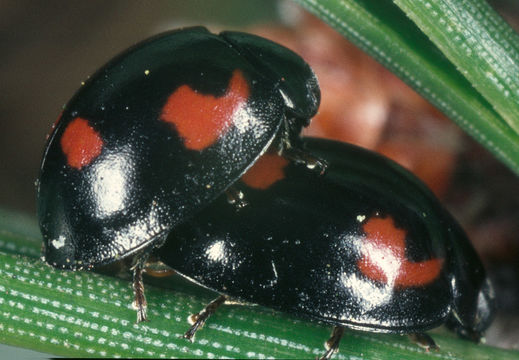Image of <i>Exochomus quadripustulatus</i>