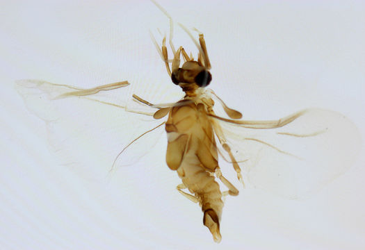 Image of <i>Elenchus tenuicornis</i> (Kirby 1815)