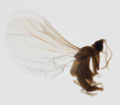 Image of <i>Elenchus tenuicornis</i> (Kirby 1815)
