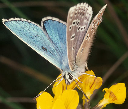 Image of Adonis Blue