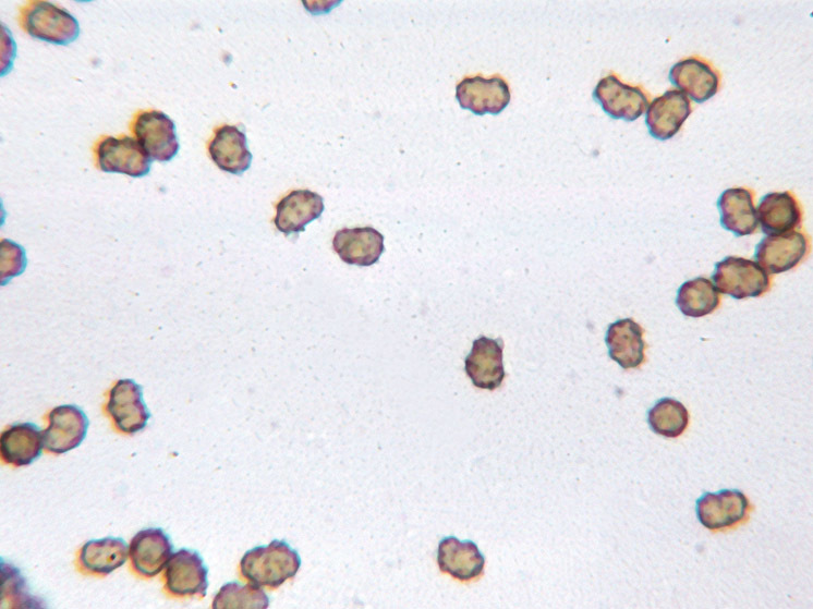 Image of fetid false coral