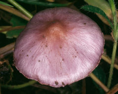 Image of <i>Inocybe geophylla lilacina</i>