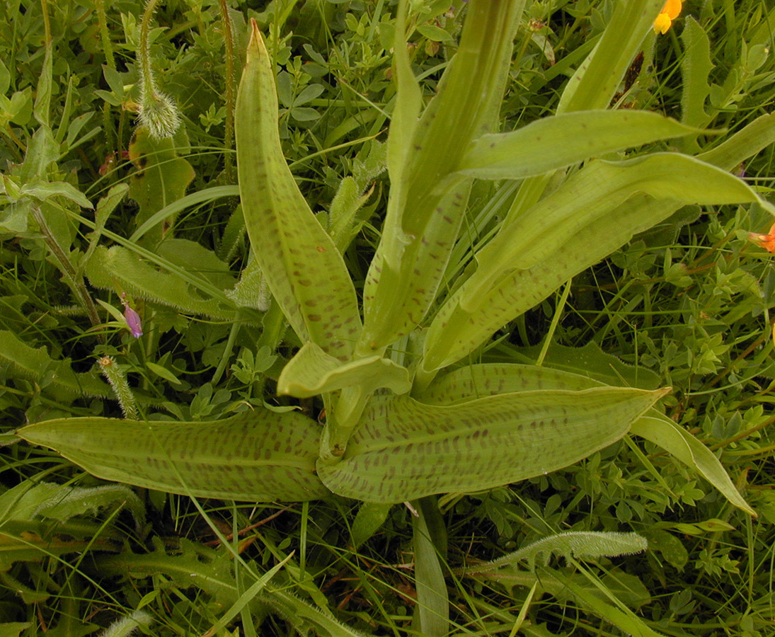 Image of <i>Dactylorhiza</i> fuchsii × <i>praetermissa</i>