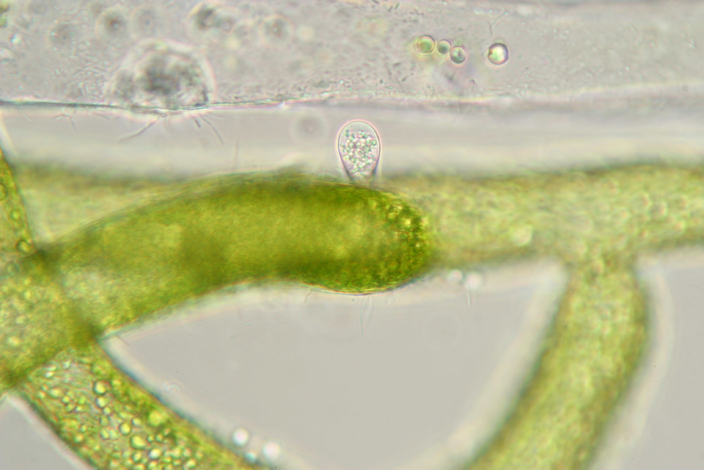 Image of Chytridium