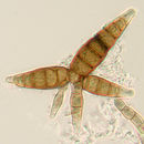 Image of Pleomassaria siparia (Berk. & Broome) Sacc. 1883