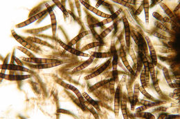 Image of Asteromassaria macrospora (Desm.) Höhn. 1917