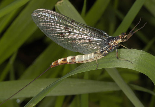 Image of <i>Ephemera danica</i> Müller 1764